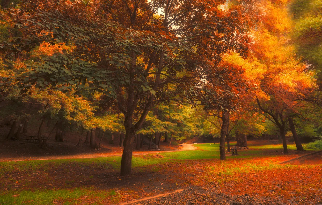 Photo wallpaper autumn, forest, leaves, trees, landscape, bench, nature, Park