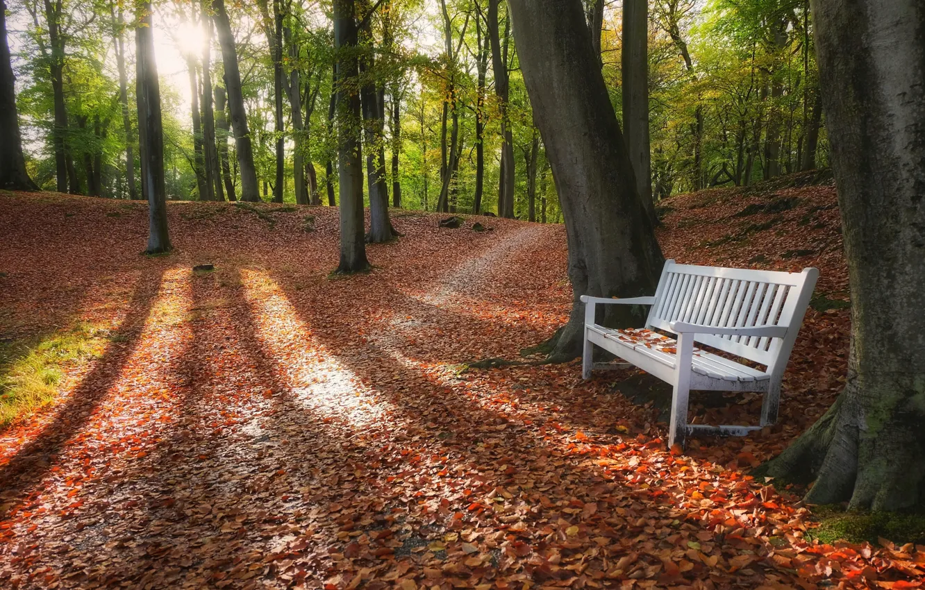 Photo wallpaper nature, Park, bench