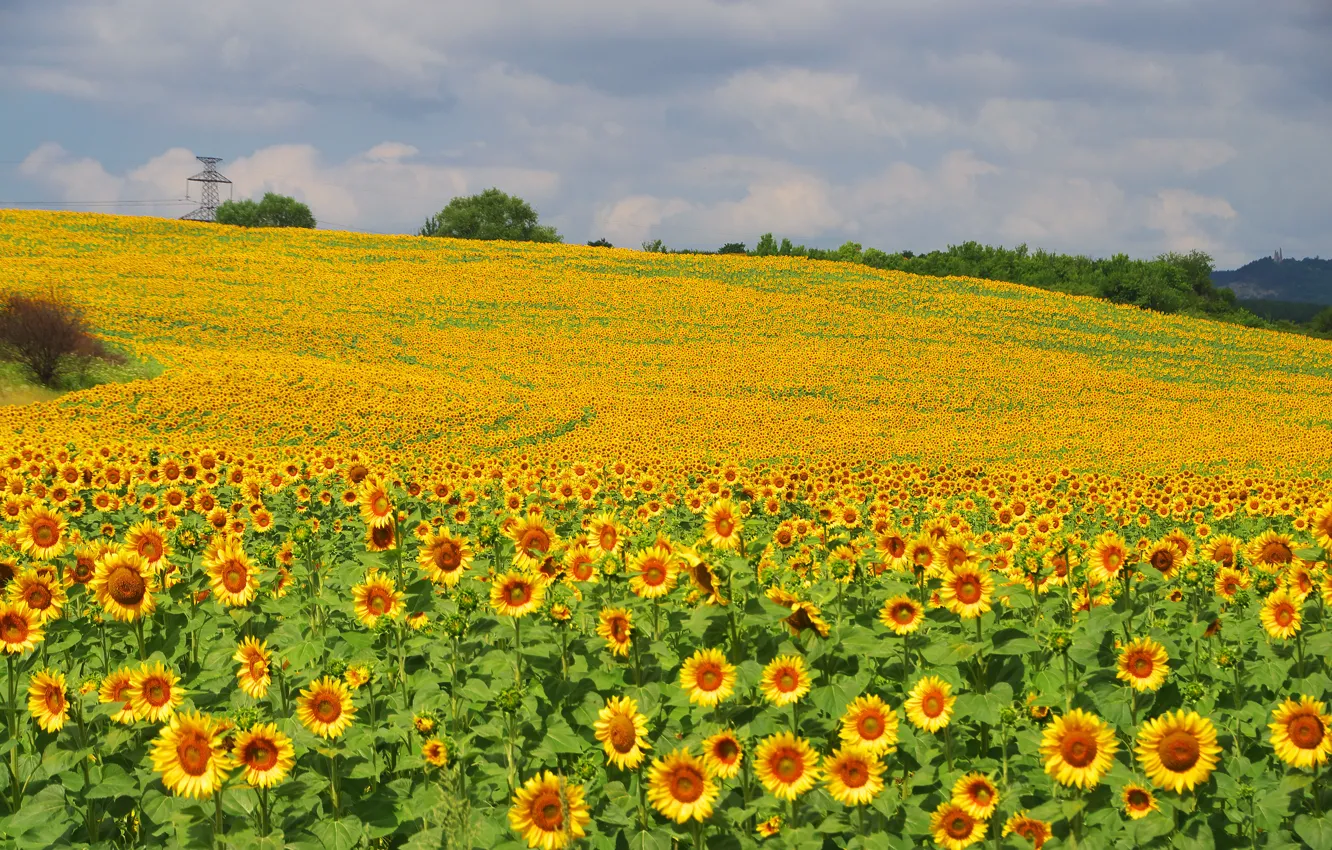 Photo wallpaper field, the sky, clouds, sunflowers, flowers, yellow, hills, slope