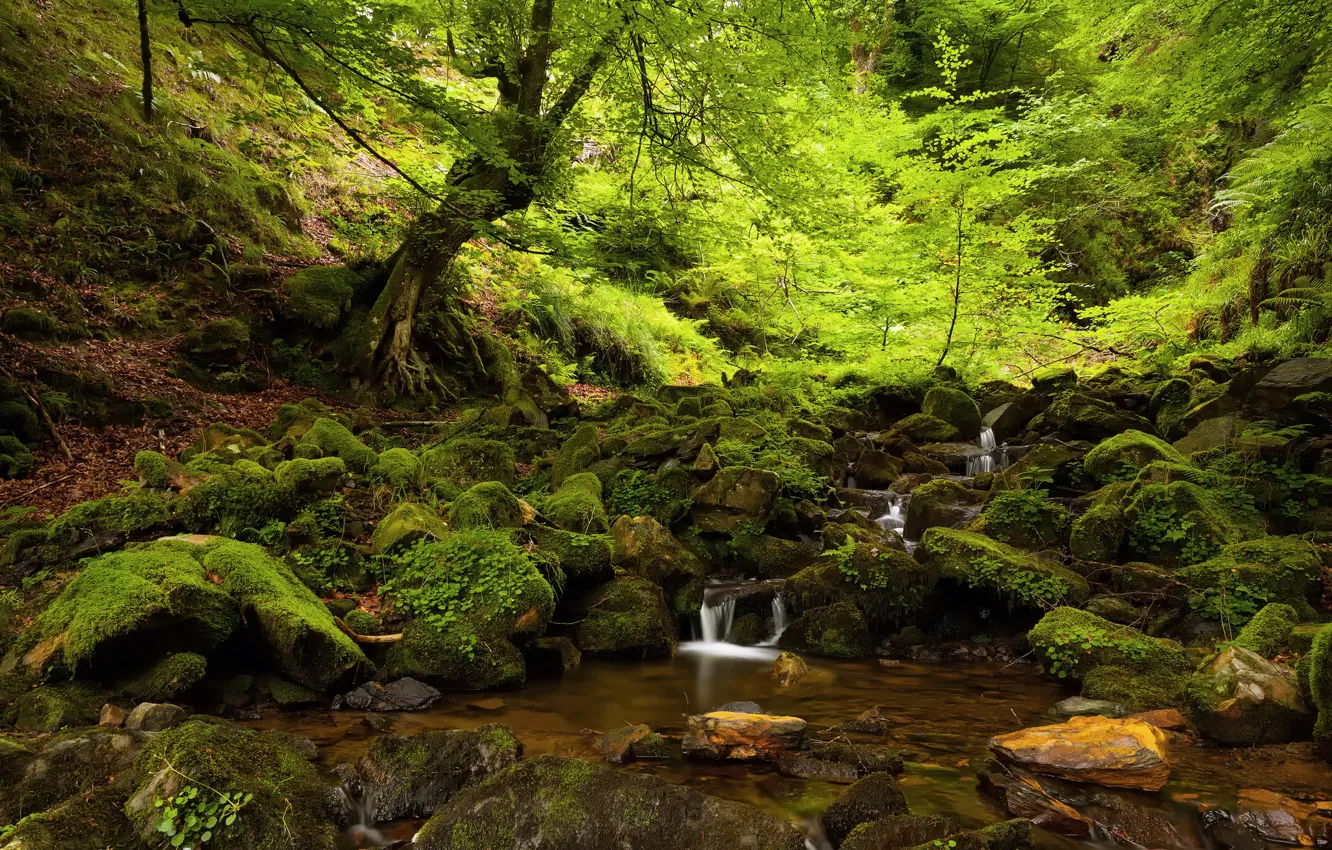 Photo wallpaper forest, summer, trees, nature, stream, stones, moss, shadow