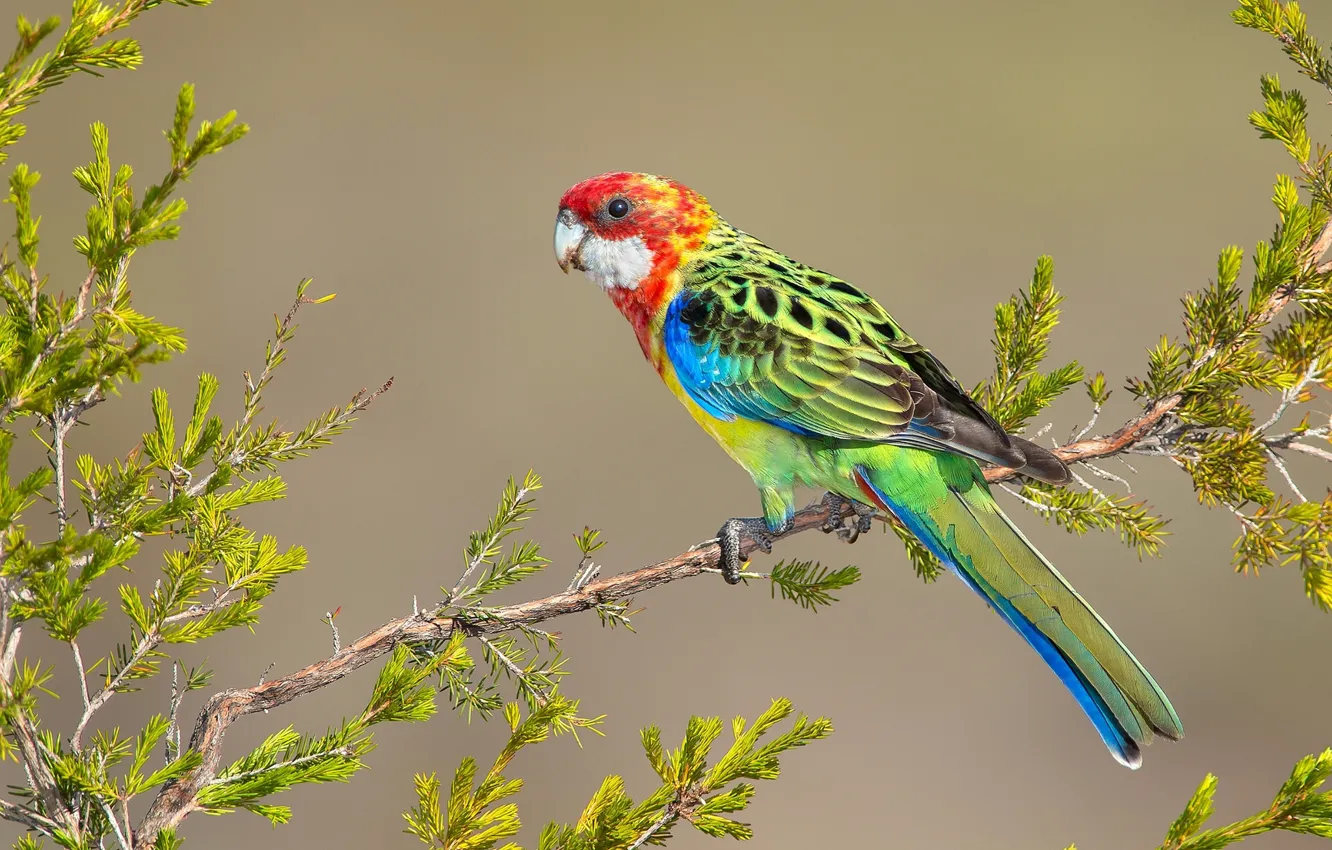Photo wallpaper bright, bird, branch, feathers, parrot