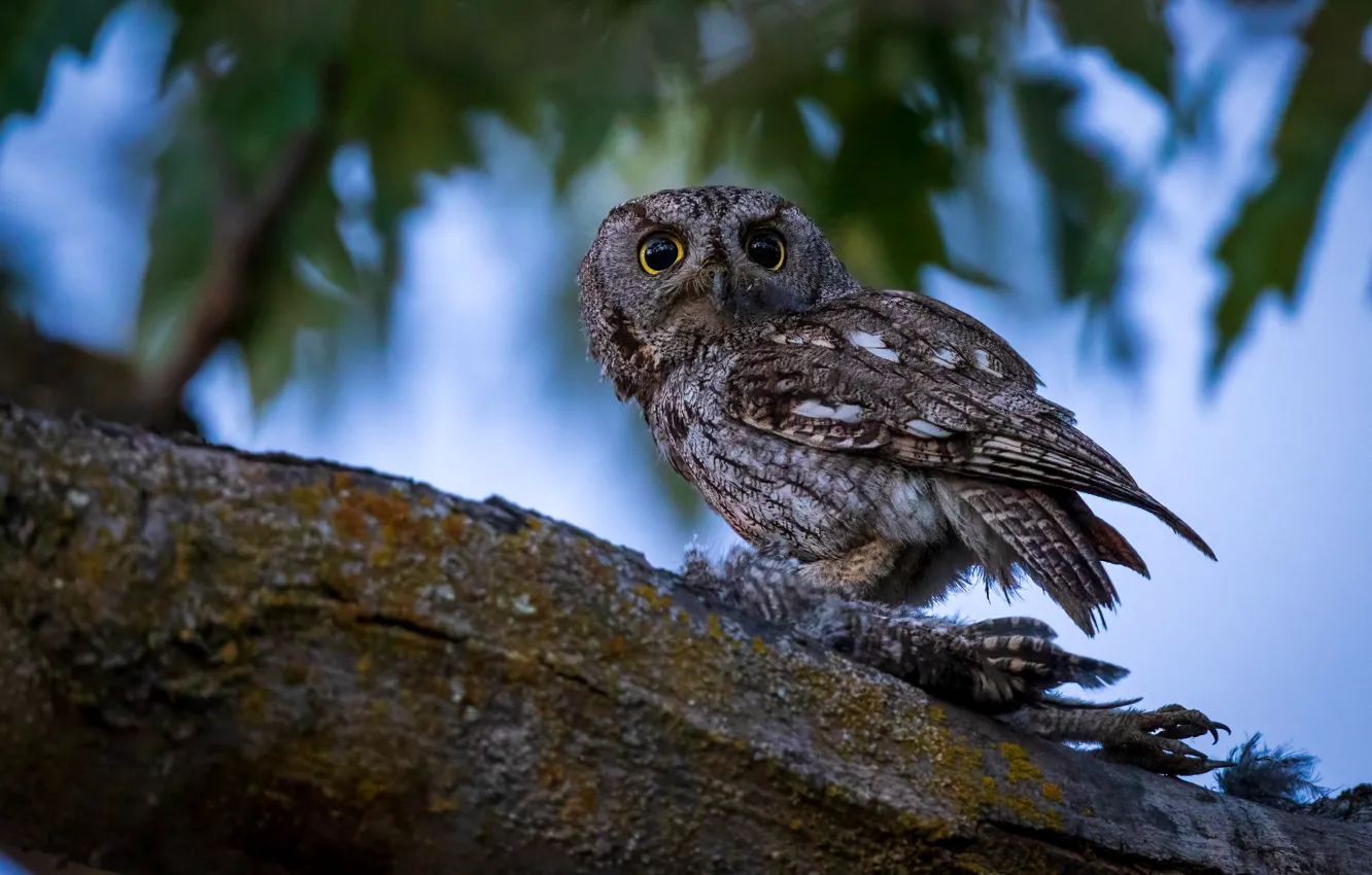 Photo wallpaper look, leaves, trees, nature, owl, bird, predatory, bokeh