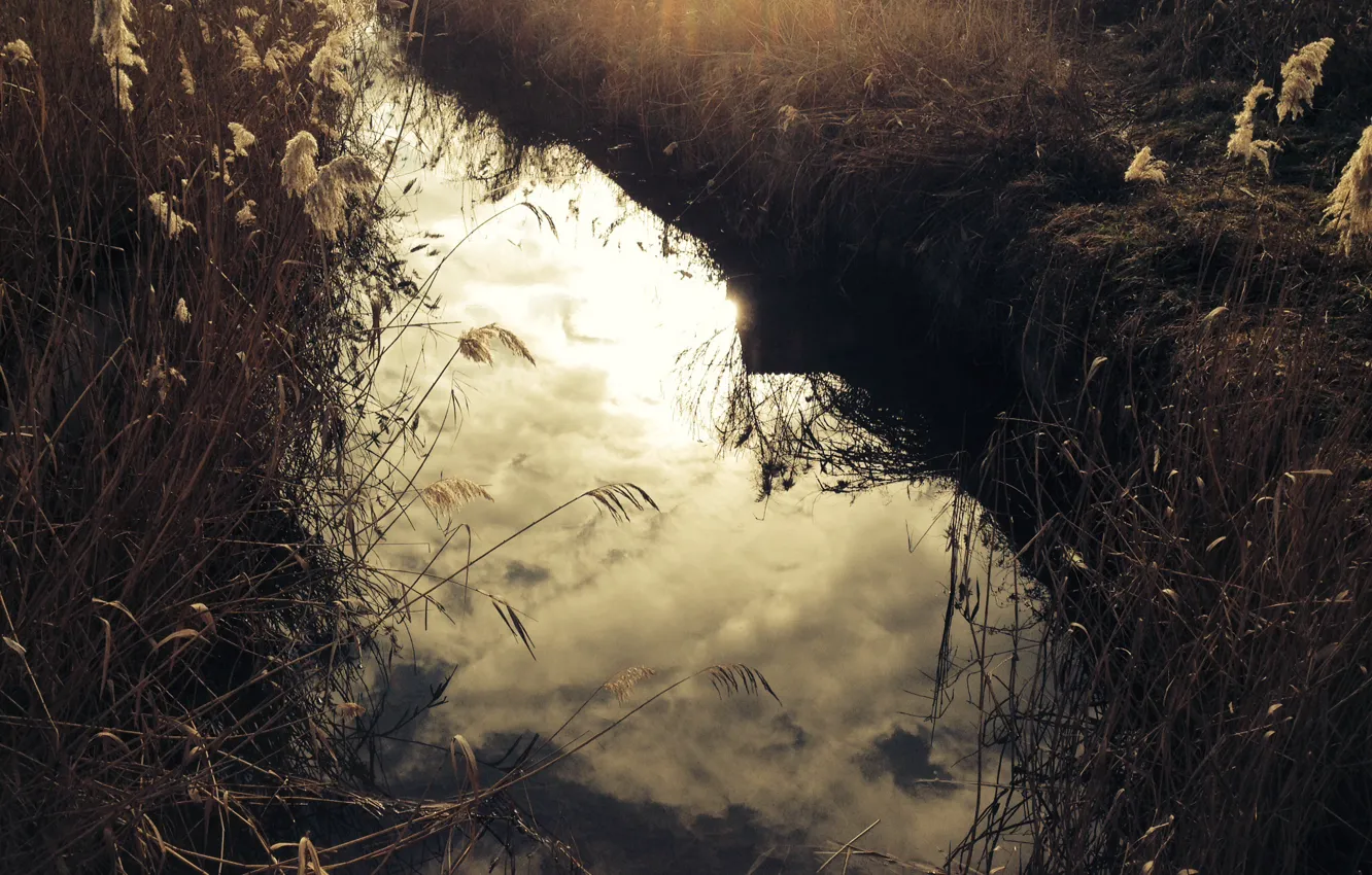 Photo wallpaper river, the evening, reed