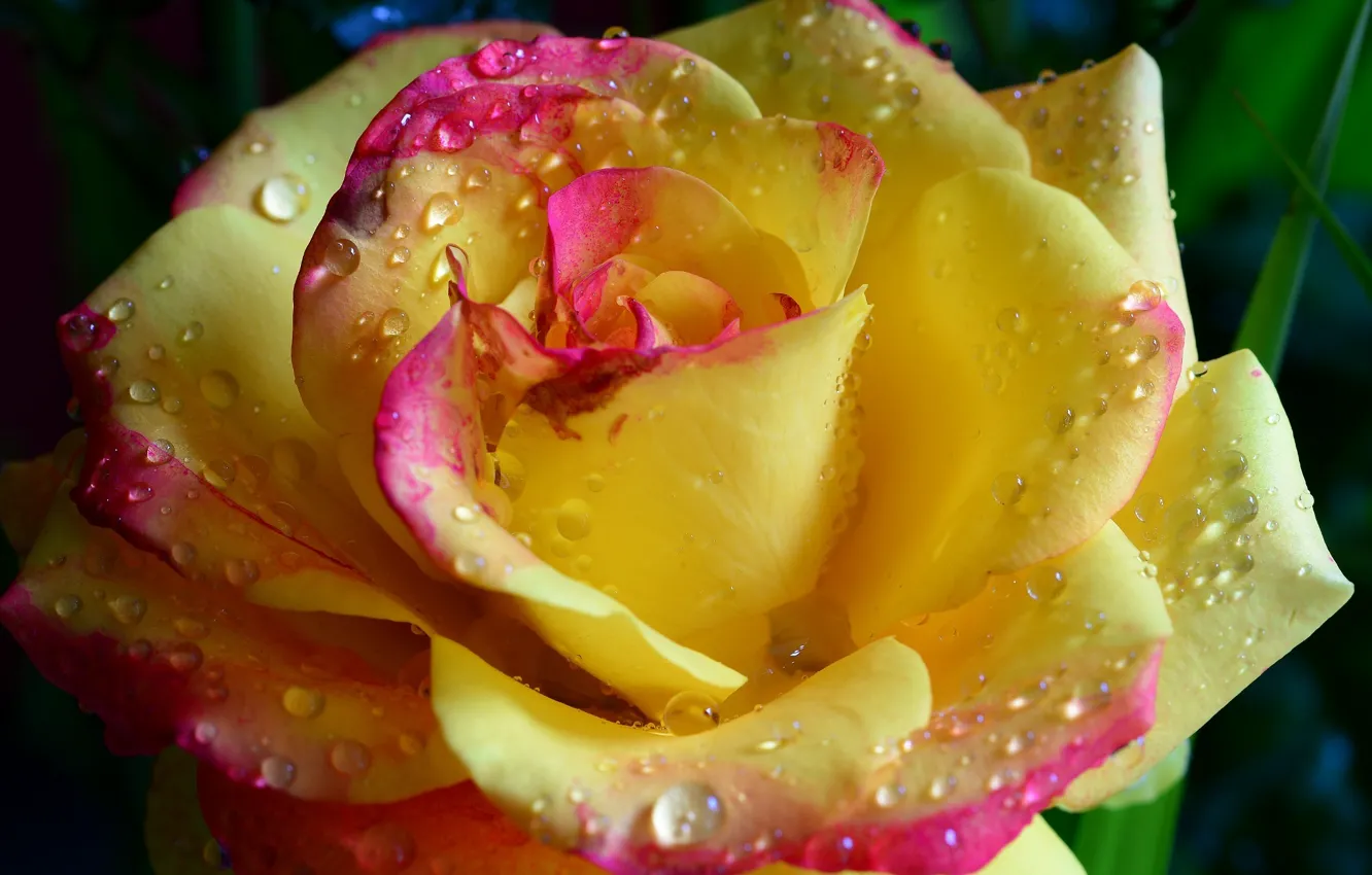 Photo wallpaper flower, drops, romance, tenderness, rose, beauty, rose, flower