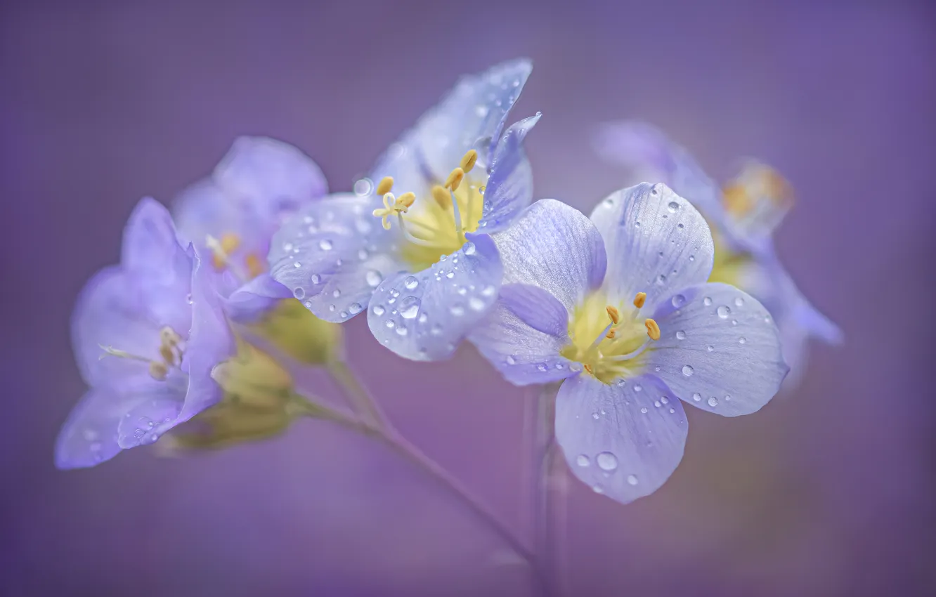 Photo wallpaper drops, macro, background, petals, cyanosis
