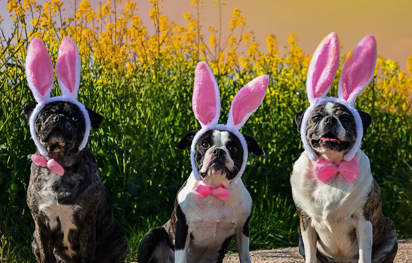 Photo wallpaper dogs, Easter, trio, ears, rabbit