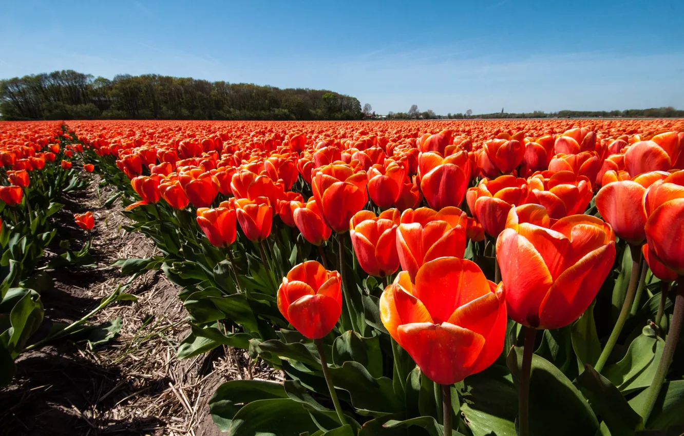 Photo wallpaper the sky, tulips, red, buds, plantation, Tulip field, boundary