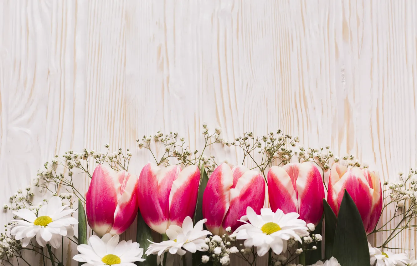 Photo wallpaper flowers, tulips, chrysanthemum