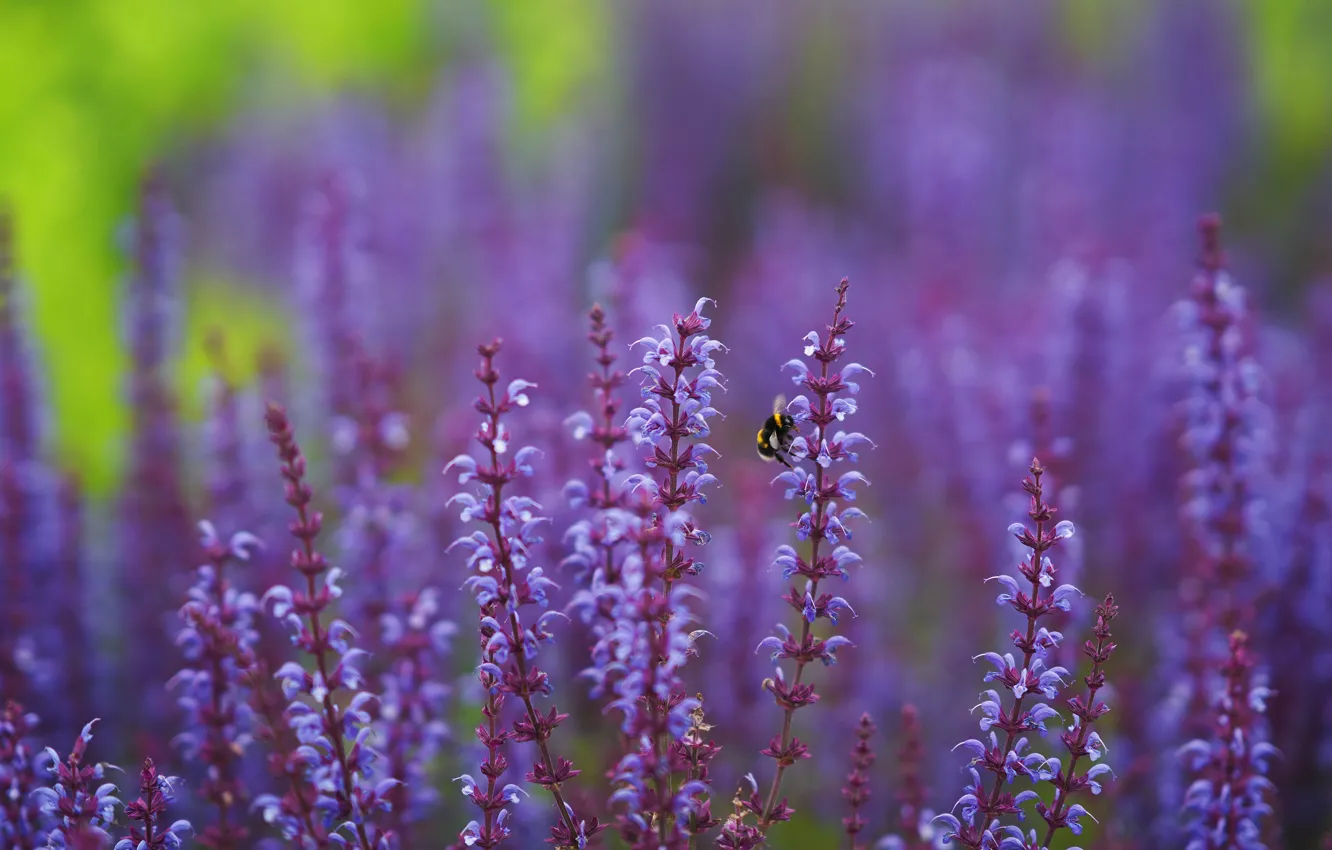 Photo wallpaper summer, flowers, nature, glade, meadow, insect, bumblebee, stems