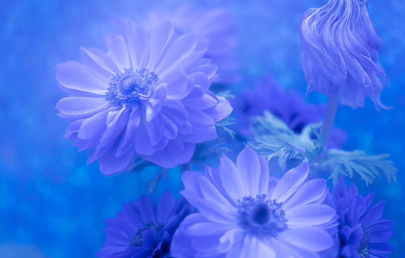 Photo wallpaper flowers, blue, flowering