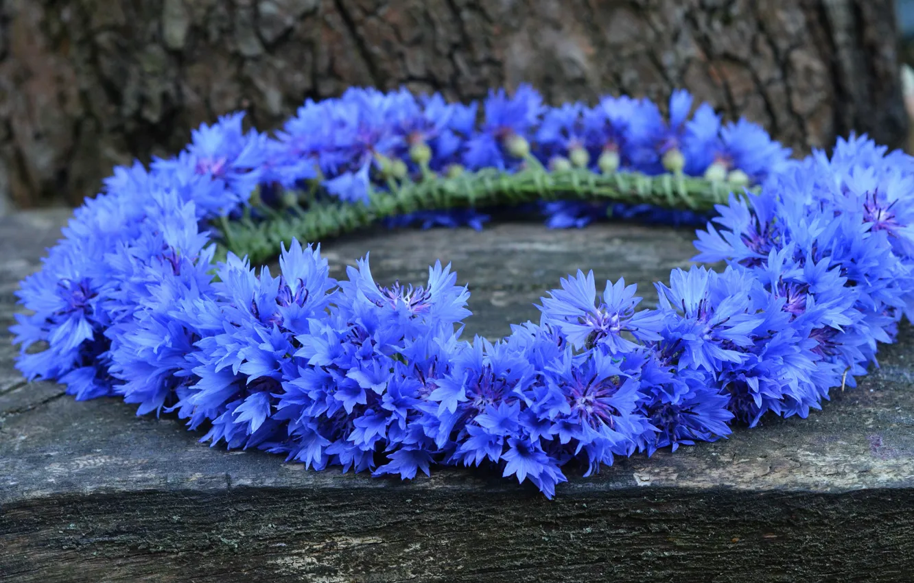 Photo wallpaper flowers, blue, Board, wreath, cornflowers