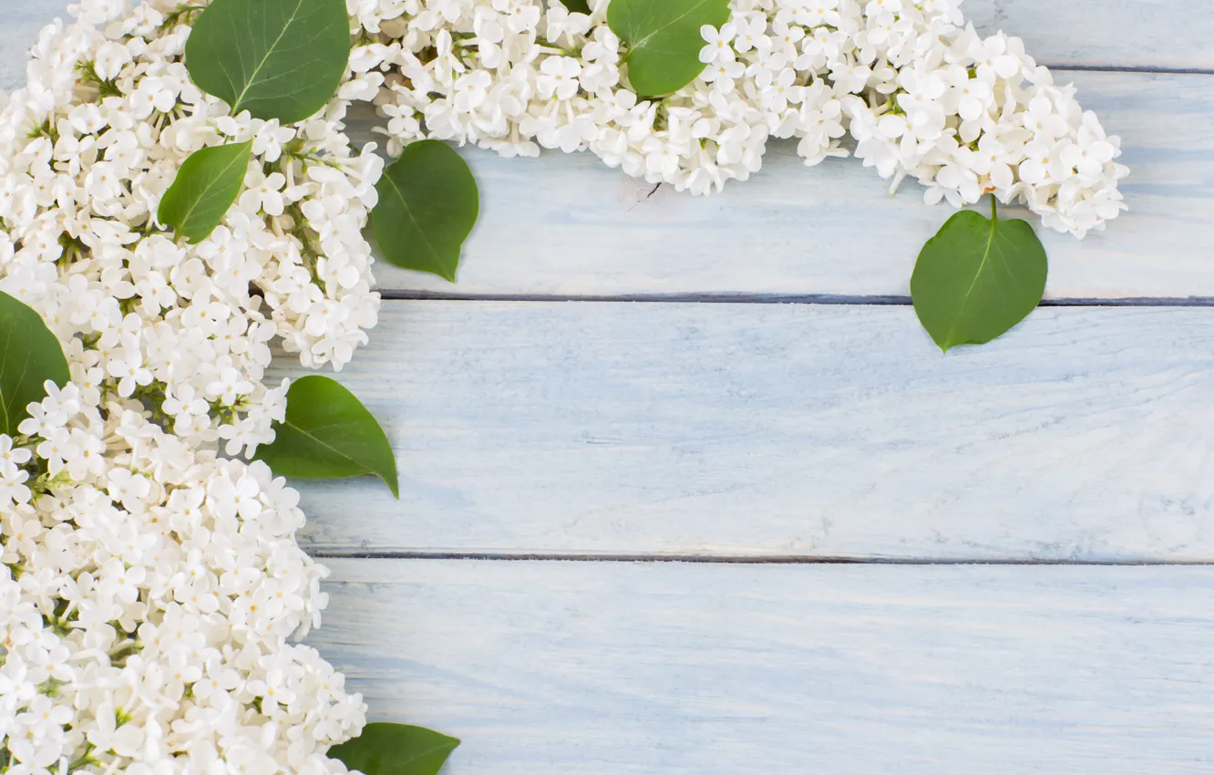 Photo wallpaper white, flowers, branches, white, flowers, lilac, spring, lilac