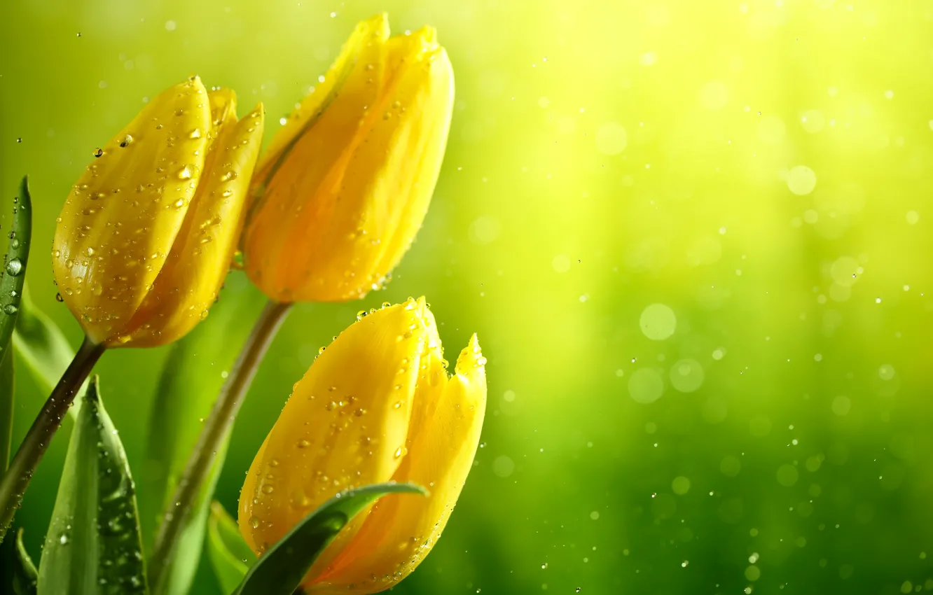 Photo wallpaper greens, leaves, water, drops, glare, background, yellow, tulips