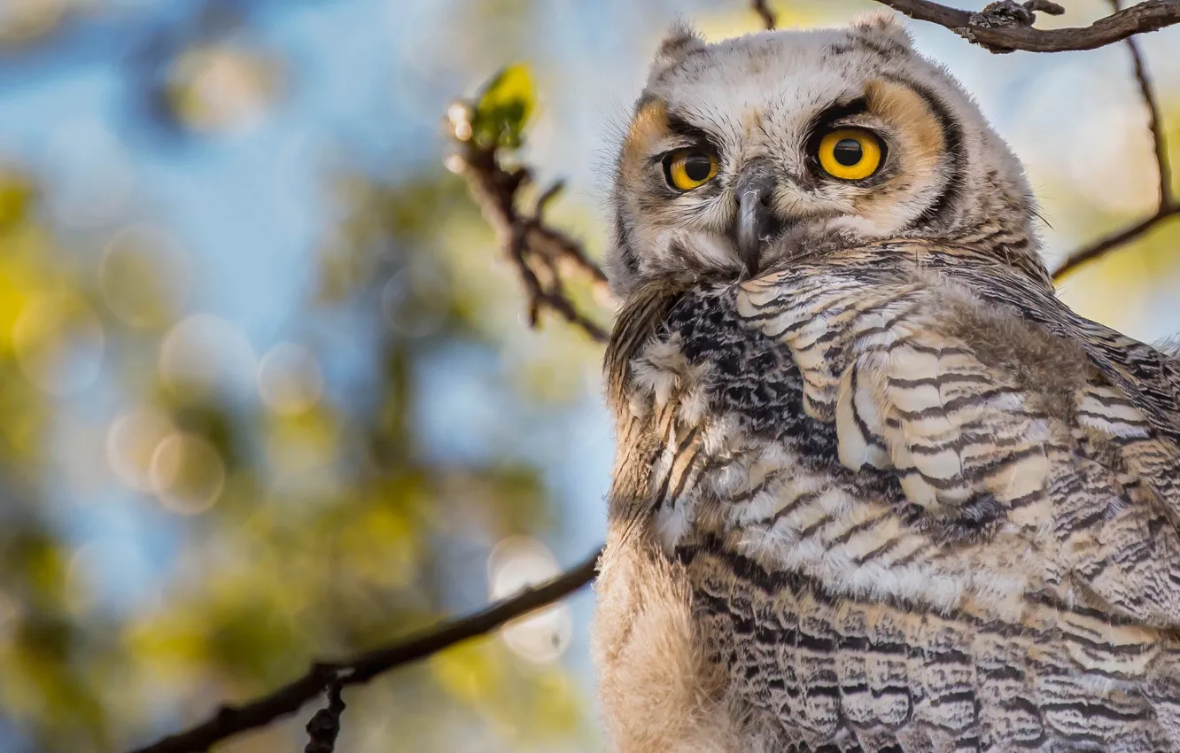 Photo wallpaper owl, bird, Virgin Filin