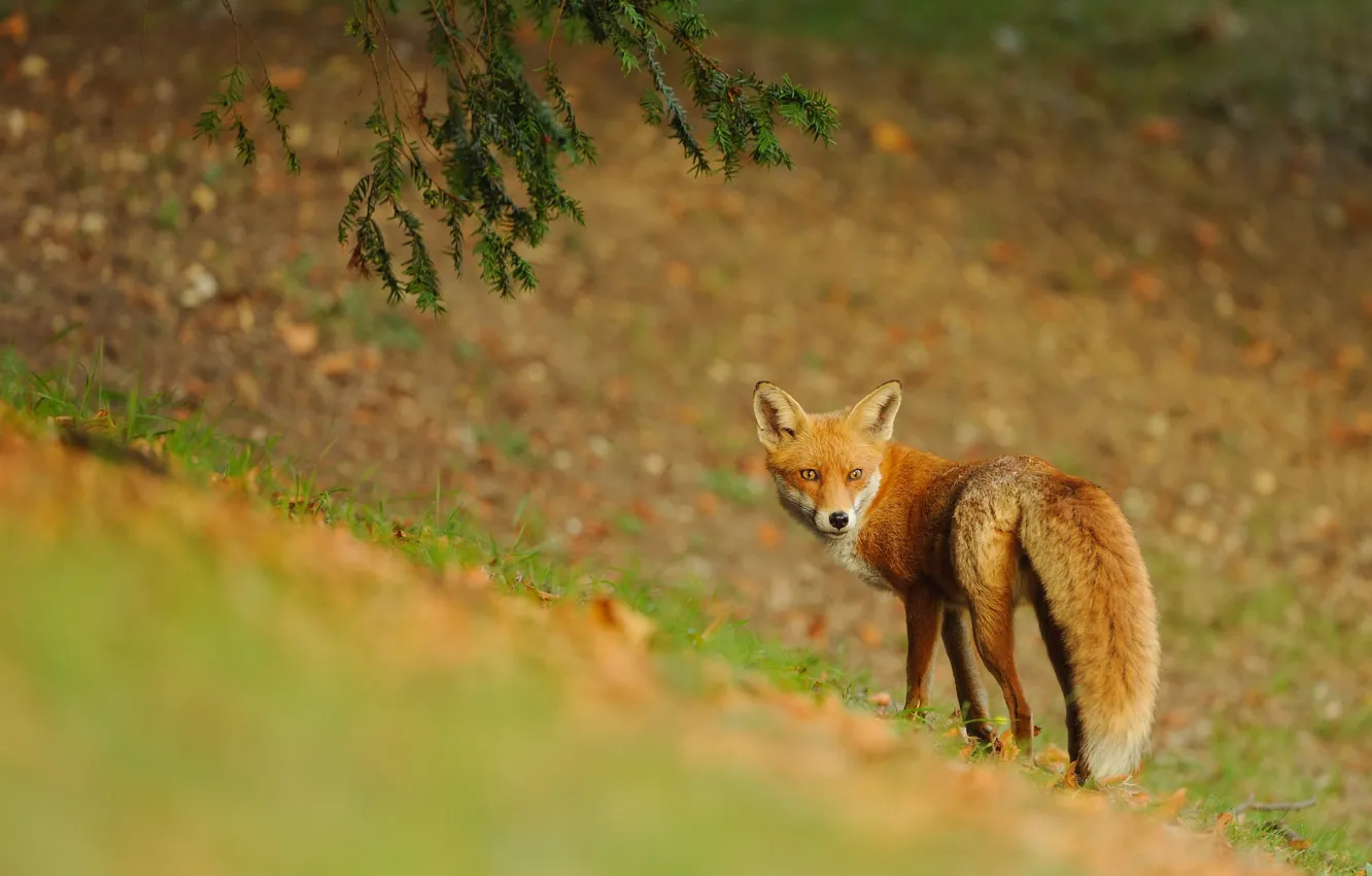 Photo wallpaper nature, animal, Fox, Fox