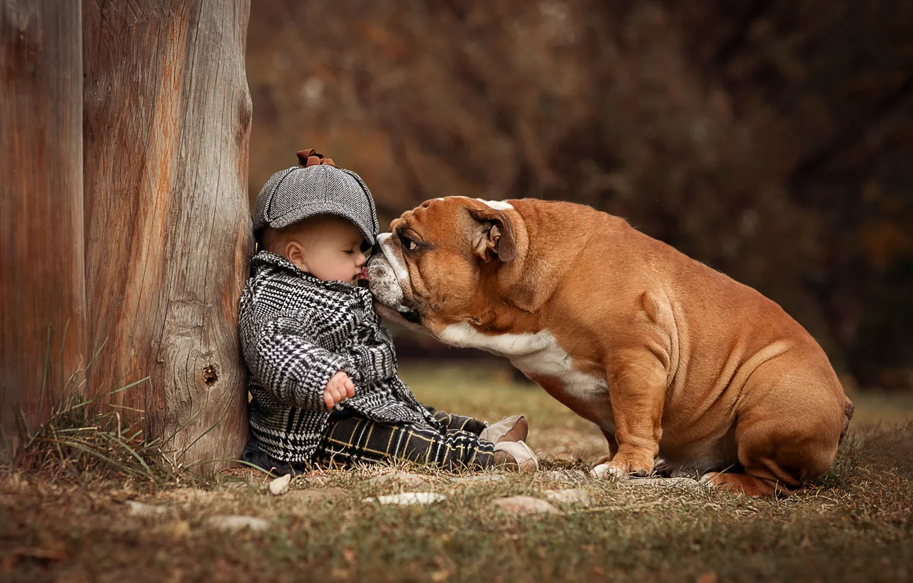 Photo wallpaper children, dog, boy, baby, English bulldog, Anna Ipatiev