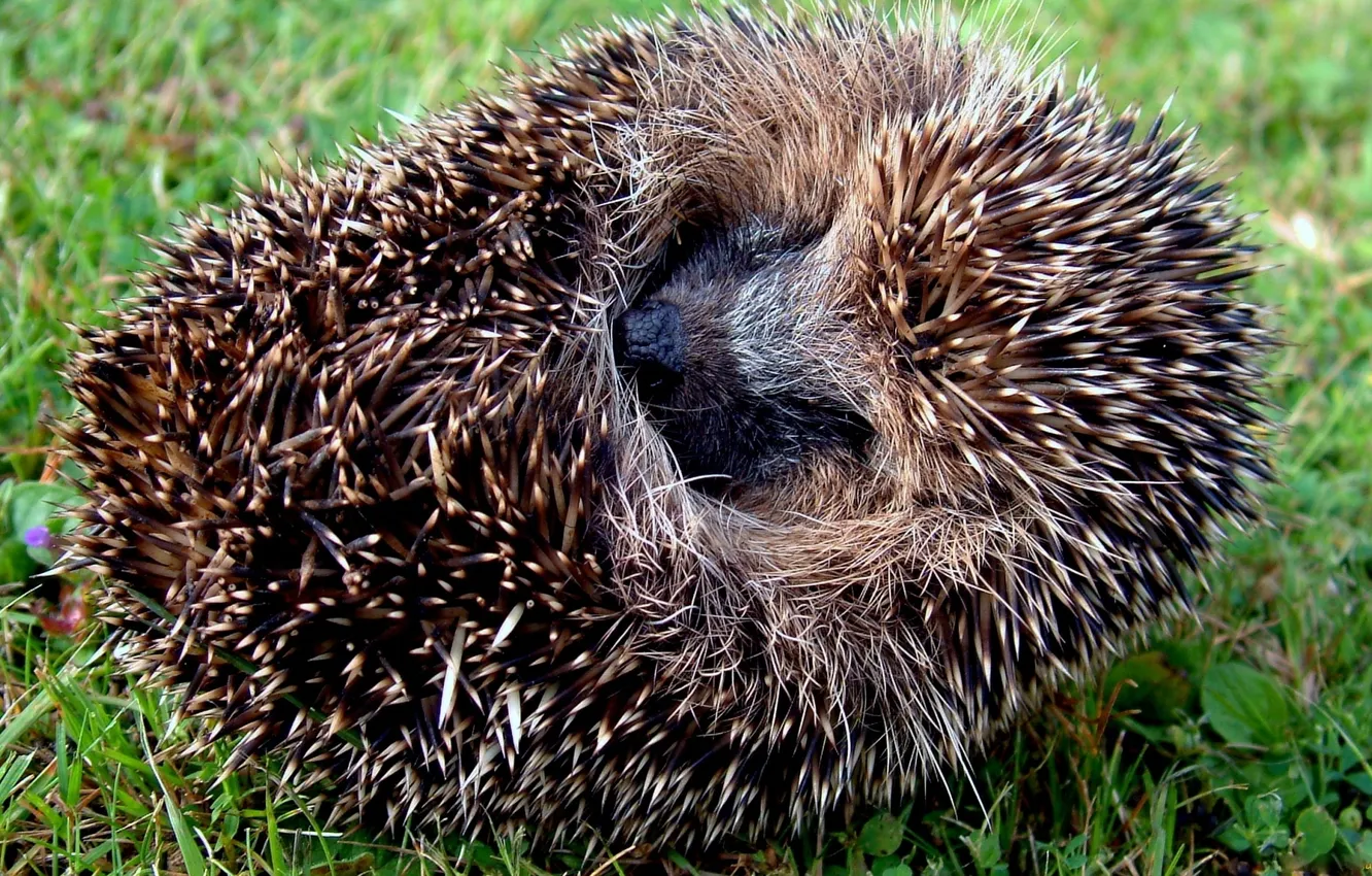 Photo wallpaper grass, tangle, nose, muzzle, hedgehog, area