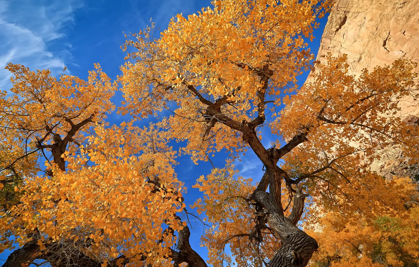 Photo wallpaper autumn, the sky, leaves, trees, rock