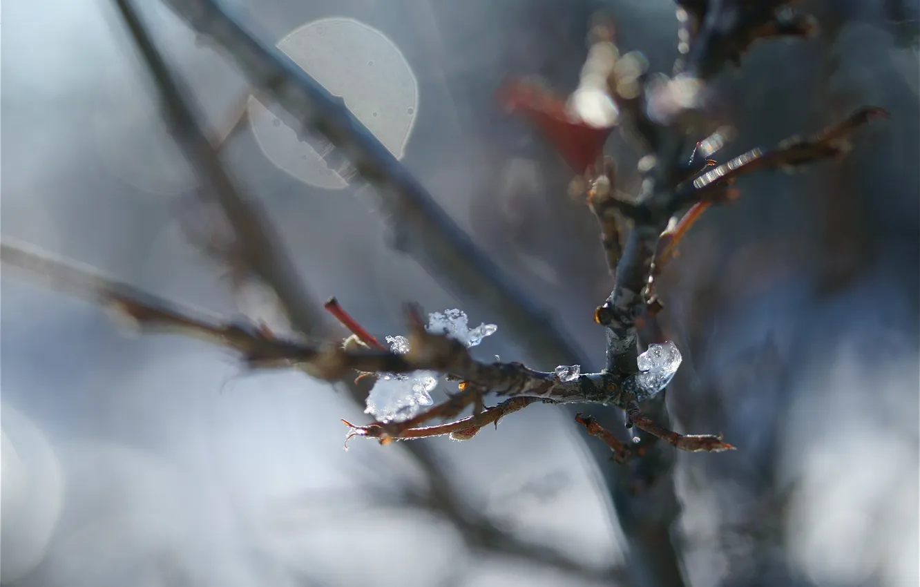 Photo wallpaper ice, macro, trees, nature, photo, branch, Wallpaper, ice