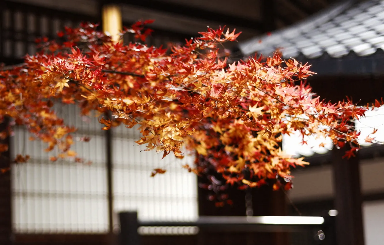Photo wallpaper autumn, branches, nature, yellow leaves