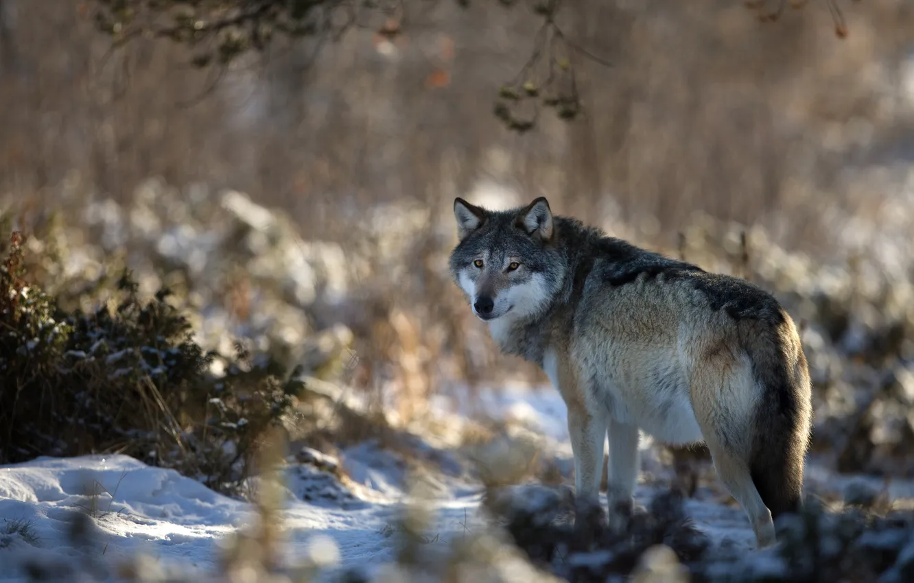 Photo wallpaper winter, nature, wolf