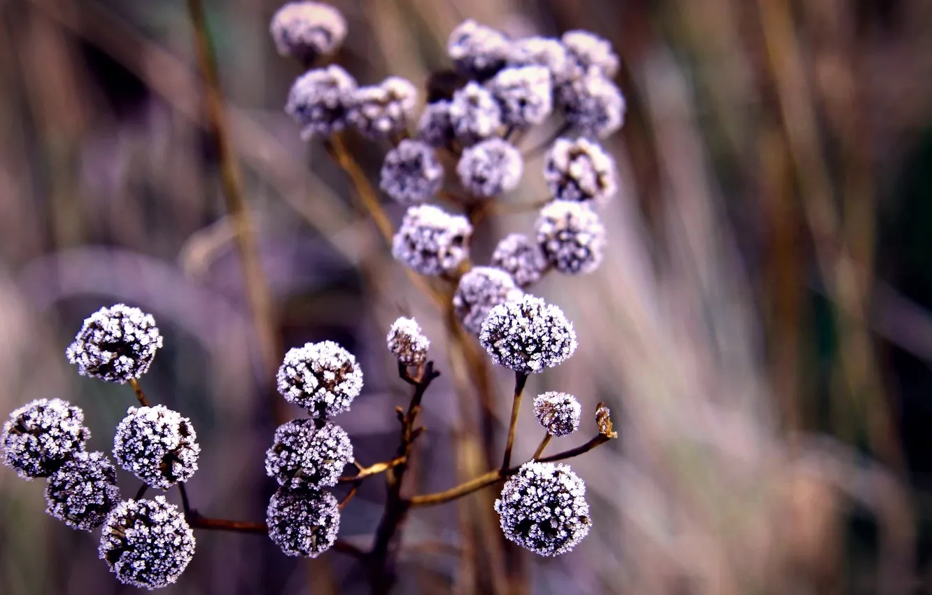 Photo wallpaper frost, macro, branches, berries