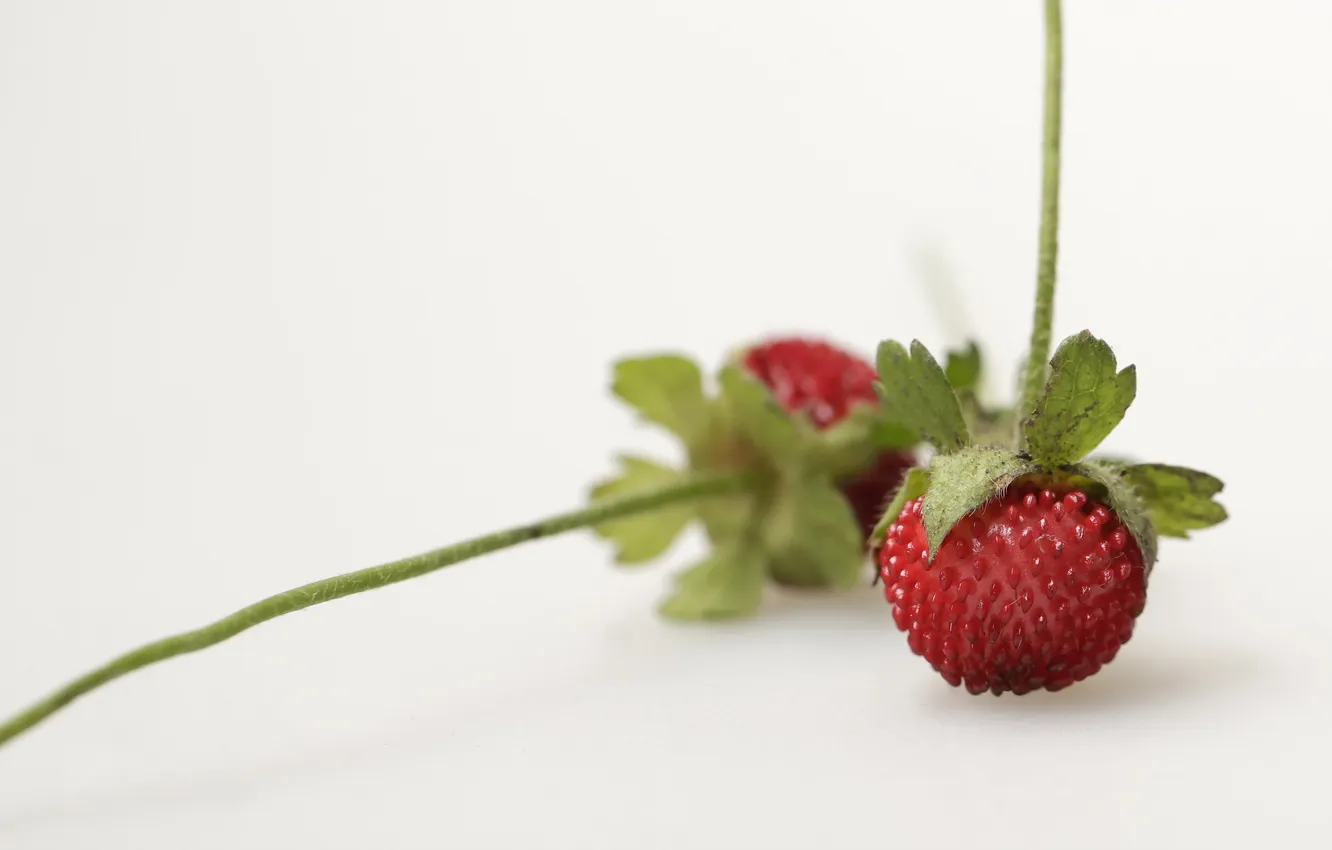 Photo wallpaper macro, strawberries, berry