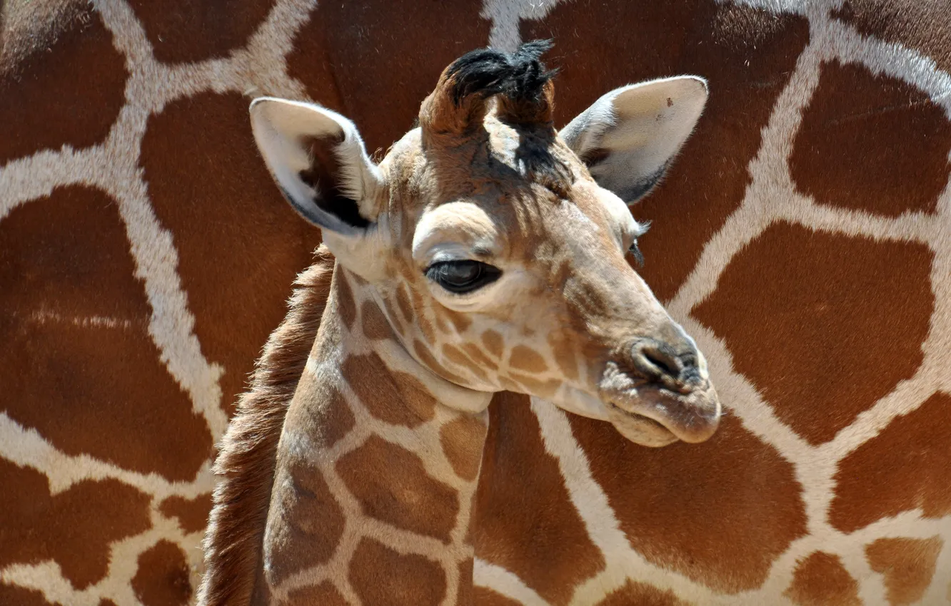 Photo wallpaper boy, small, giraffe, boy, baby, giraffe, little, cute
