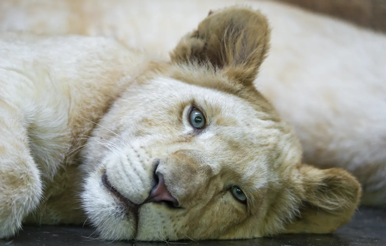 Photo wallpaper cat, look, face, cub, lion, white lion, ©Tambako The Jaguar