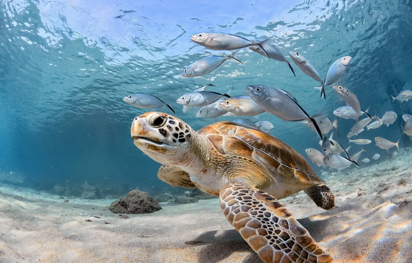 Photo wallpaper fish, floats, the ocean., Cheepaha