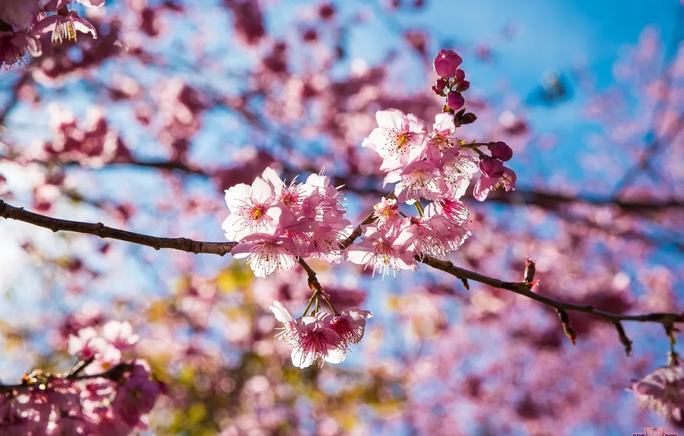 Photo wallpaper flowers, cherry, Sakura, Taiwan, pink, pink, flowers, sakura