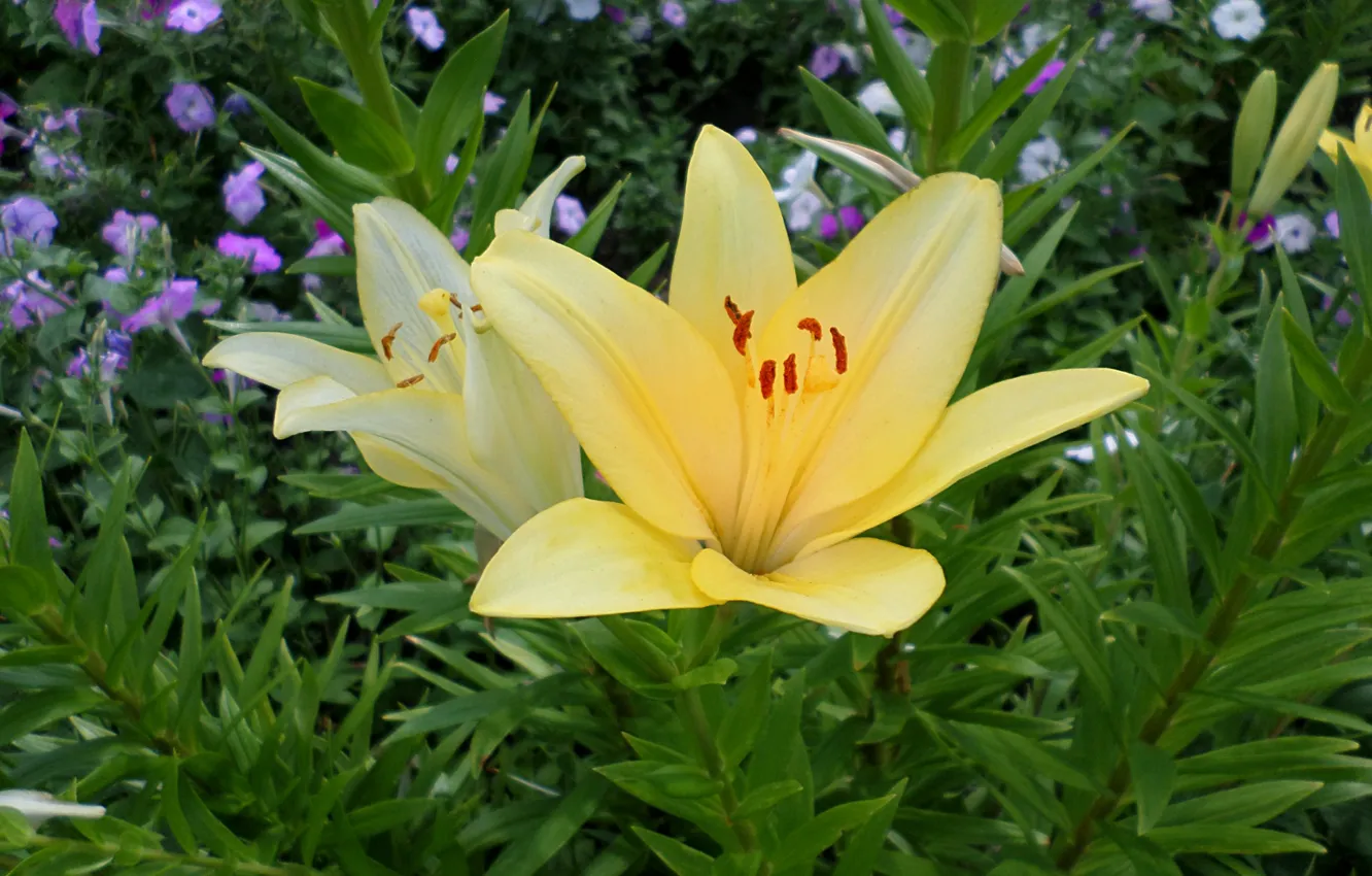 Photo wallpaper summer, yellow, Petunia, decorative Lily