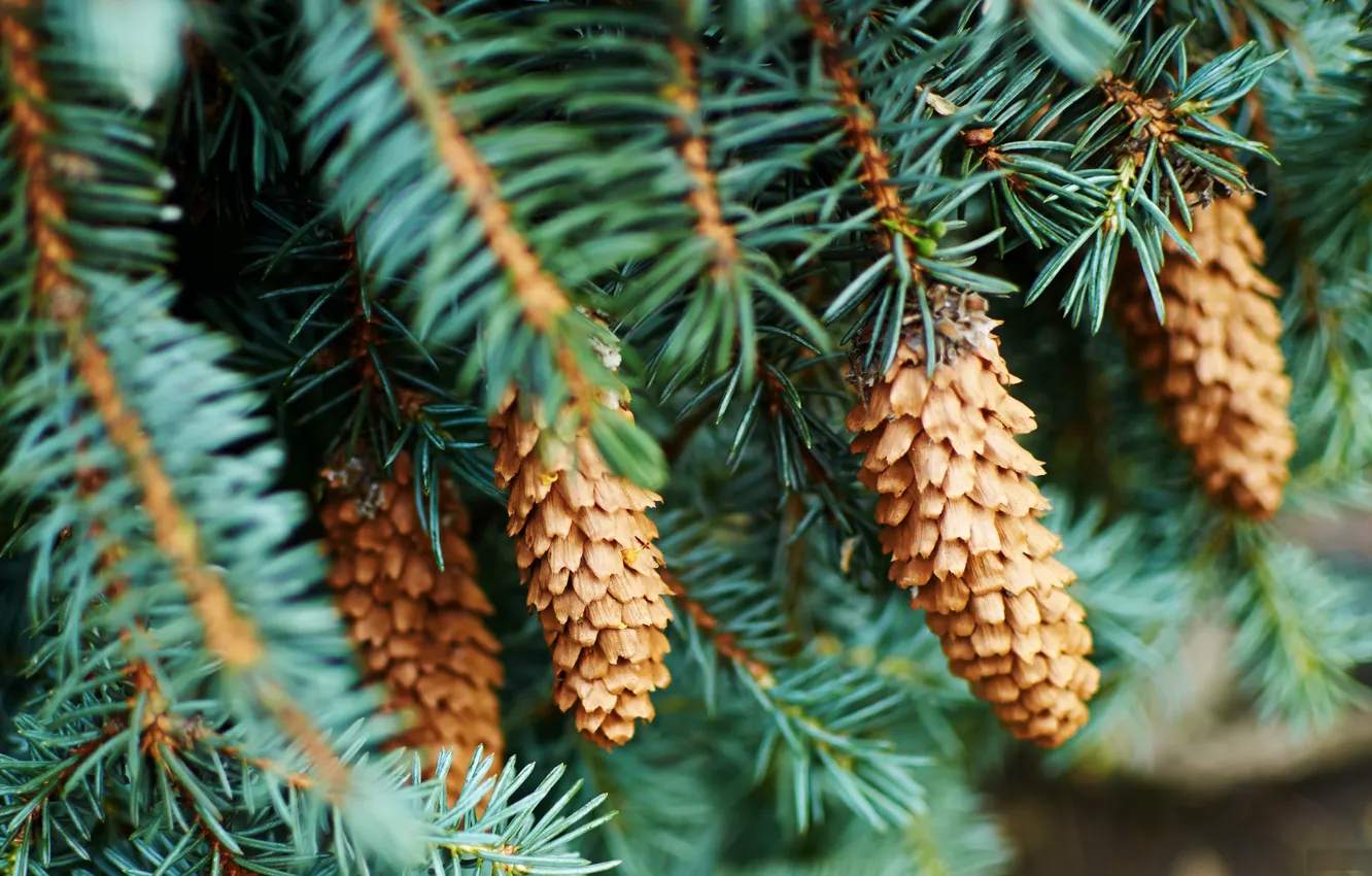Photo wallpaper spruce, bumps, coniferous