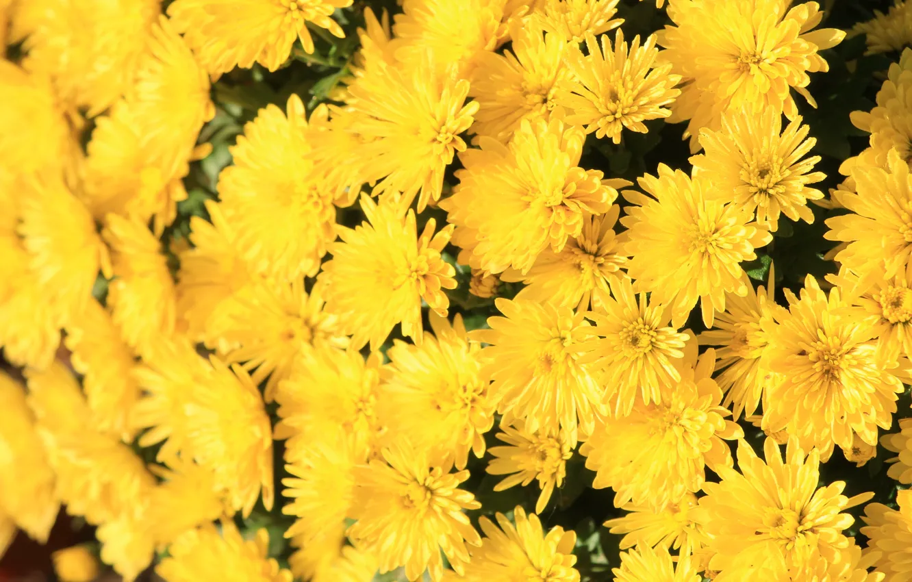 Photo wallpaper flower, yellow, autumn, blooming, aster
