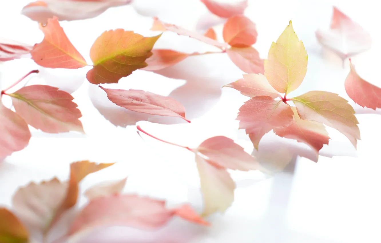 Photo wallpaper Red, Yellow, Leaves, Background