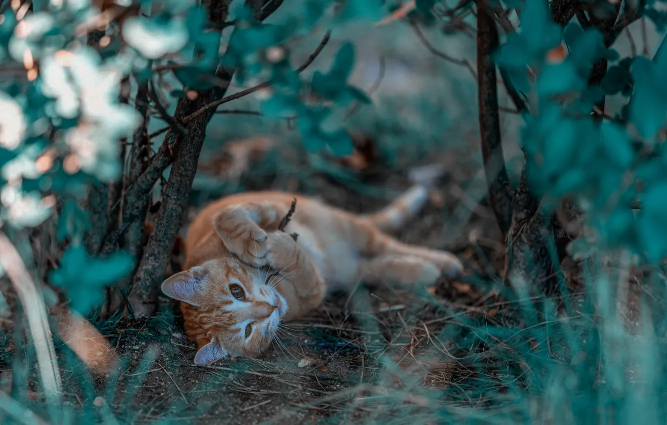 Photo wallpaper cat, cat, red, kitty, the bushes, cat