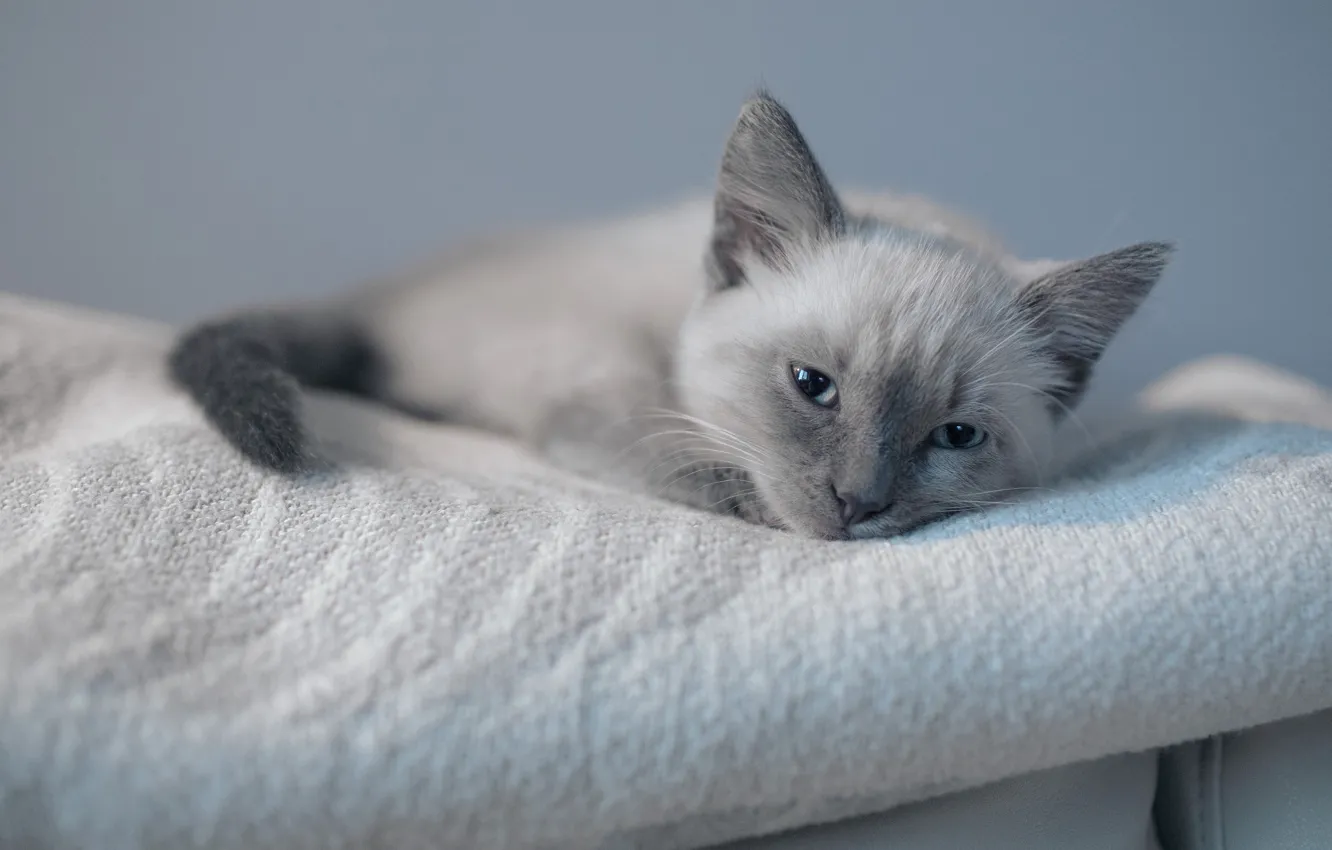 Photo wallpaper lies, kitty, Siamese