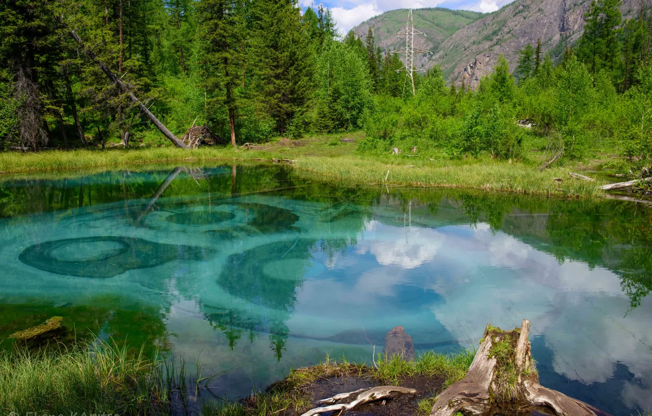 Photo wallpaper greens, forest, grass, water, trees, the lake. emerald