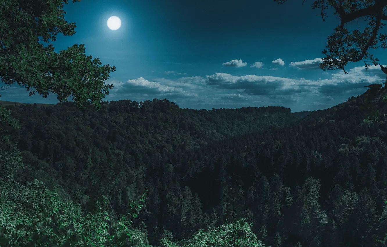 Photo wallpaper Moon, Nature, Night, Forest, Trees