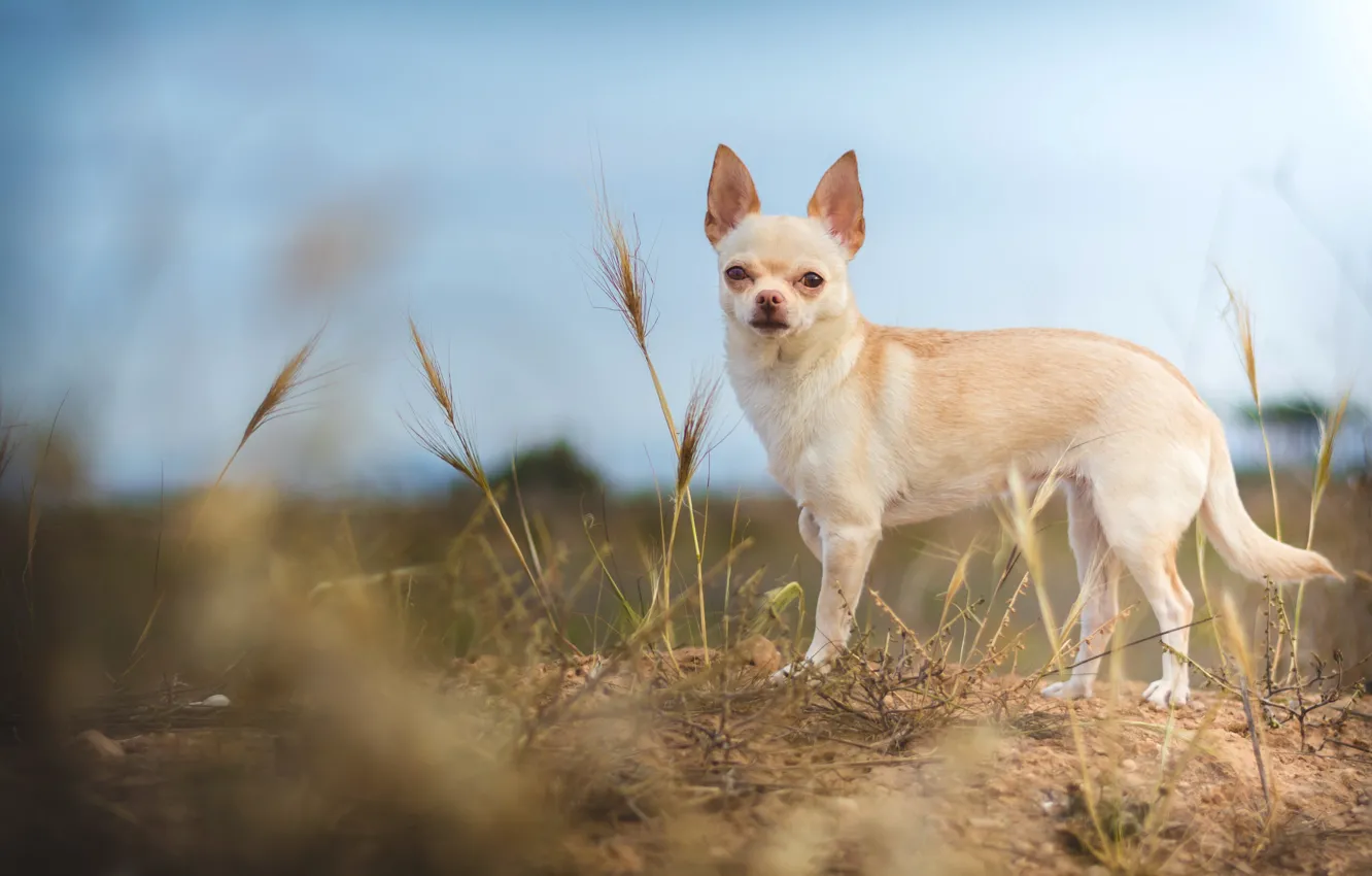 Photo wallpaper field, white, the sky, look, nature, pose, legs, dog