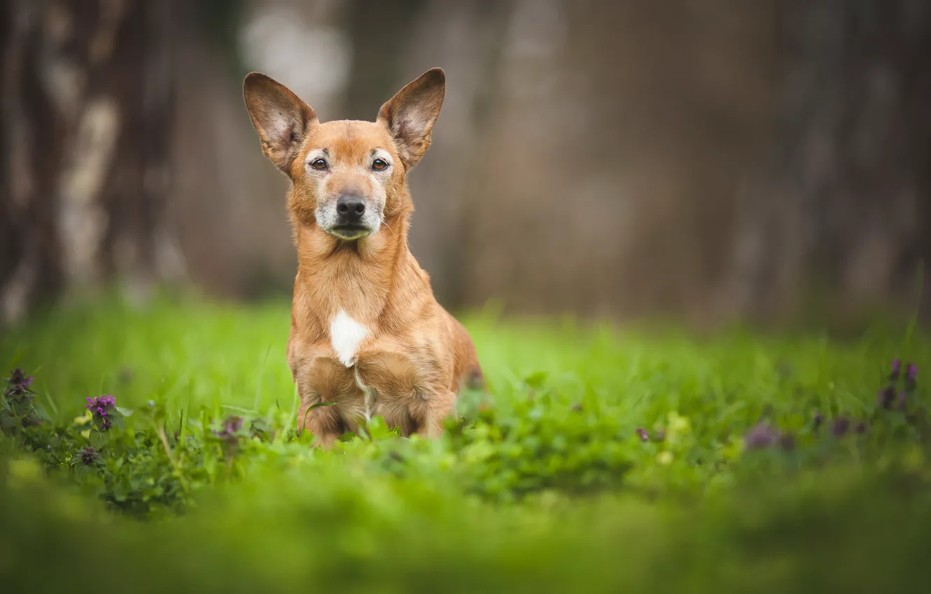Photo wallpaper field, summer, flowers, dog, meadow, brown, Wallpaper from lolita777