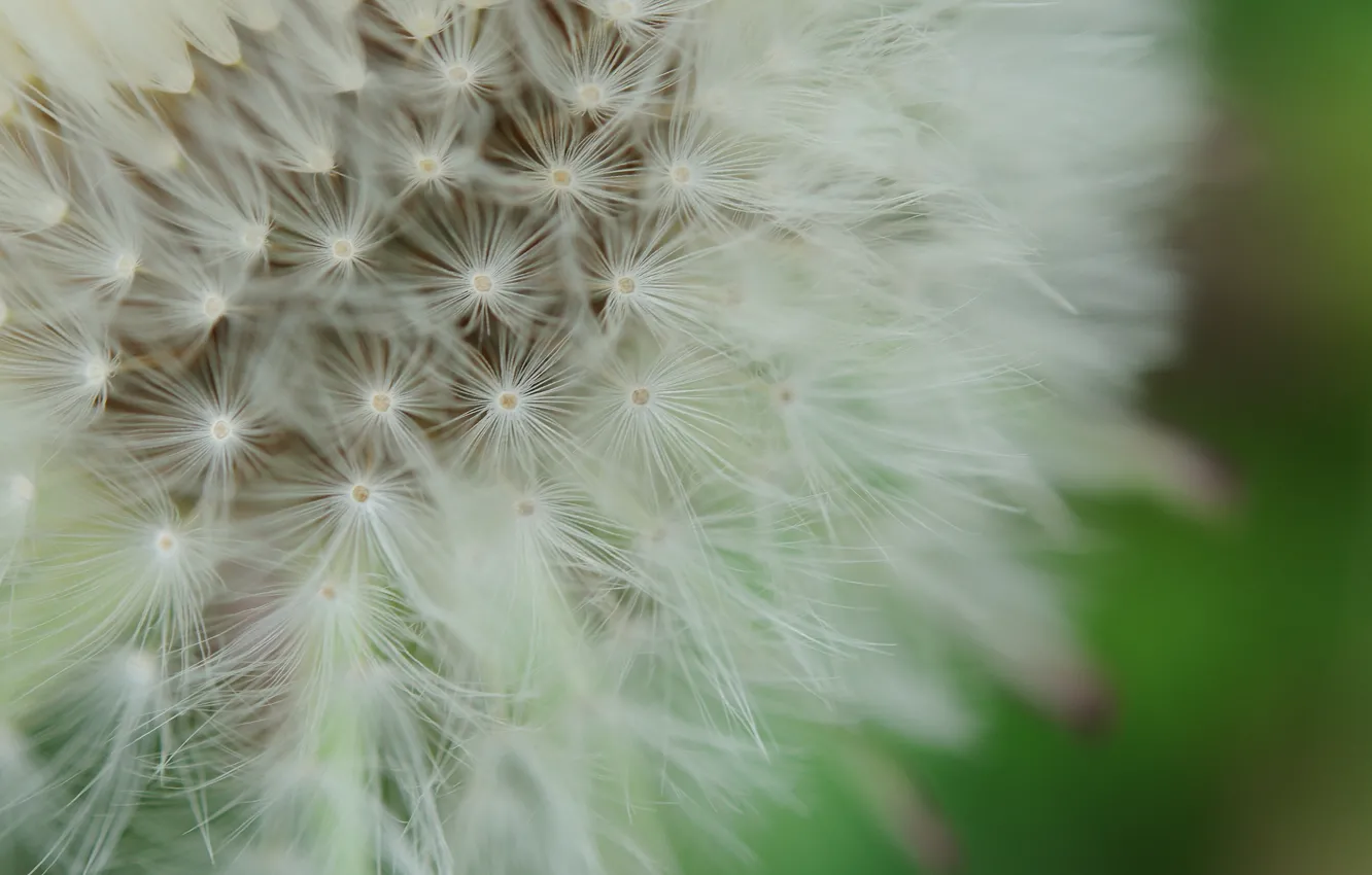 Photo wallpaper flower, macro, nature, background, dandelion, fluff