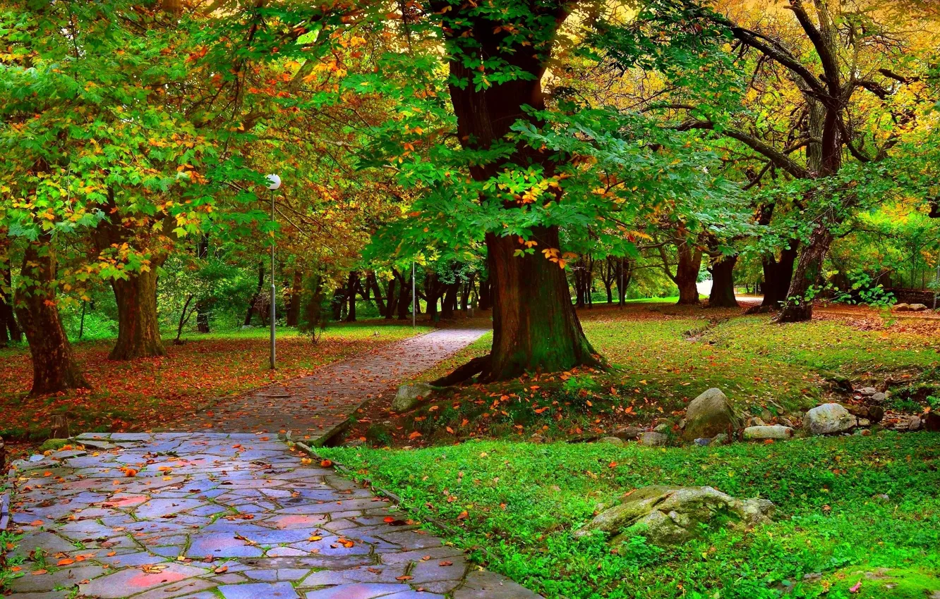 Photo wallpaper trees, Park, Autumn, track, alley, falling leaves, trees, nature