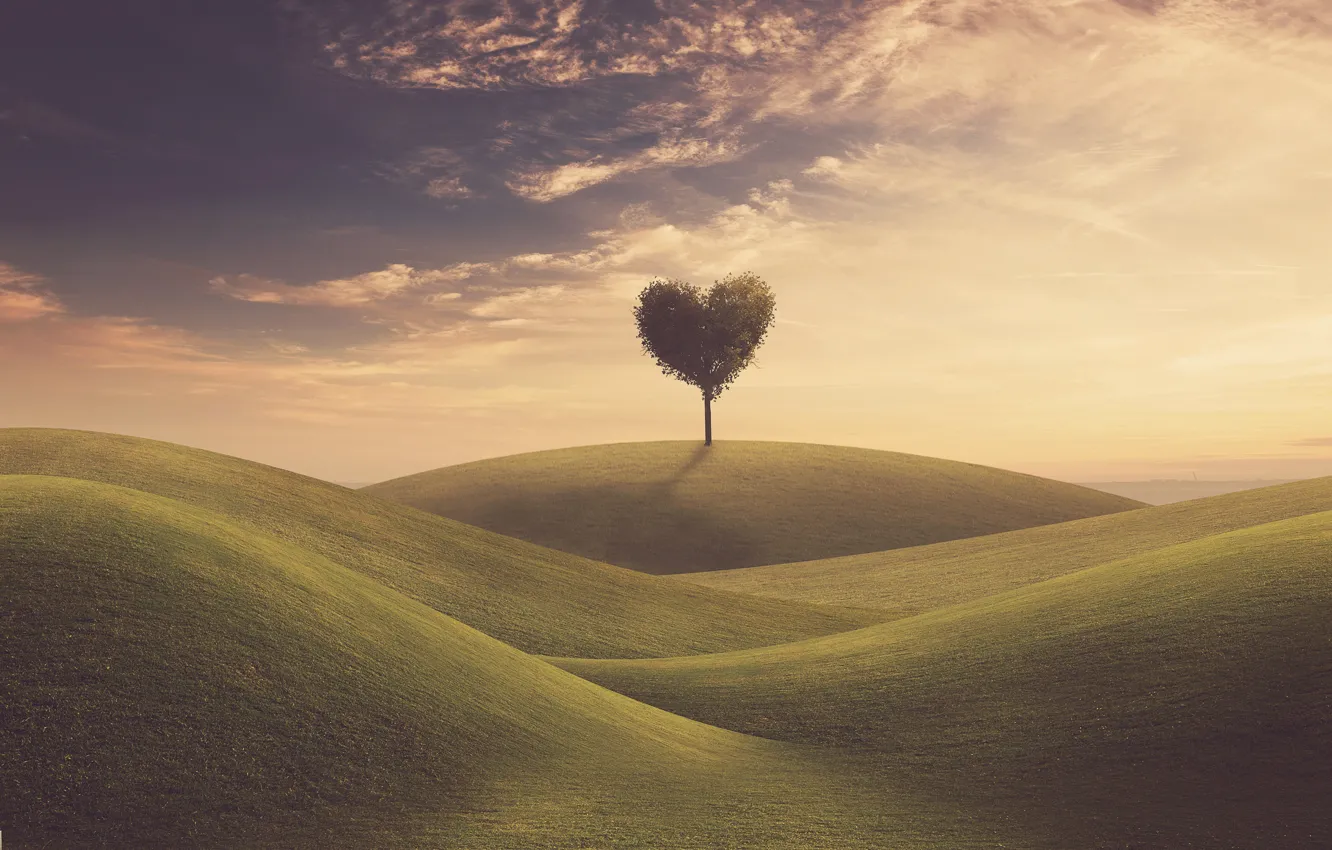 Photo wallpaper field, the sky, grass, love, tree, heart, love, field