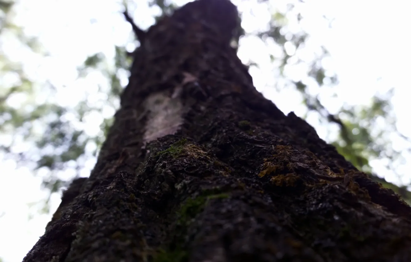 Photo wallpaper macro, trees, nature