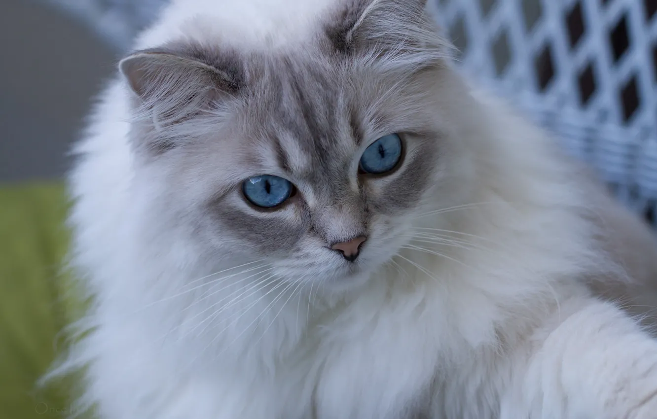 Photo wallpaper cat, look, muzzle, blue eyes, fluffy, Ragdoll