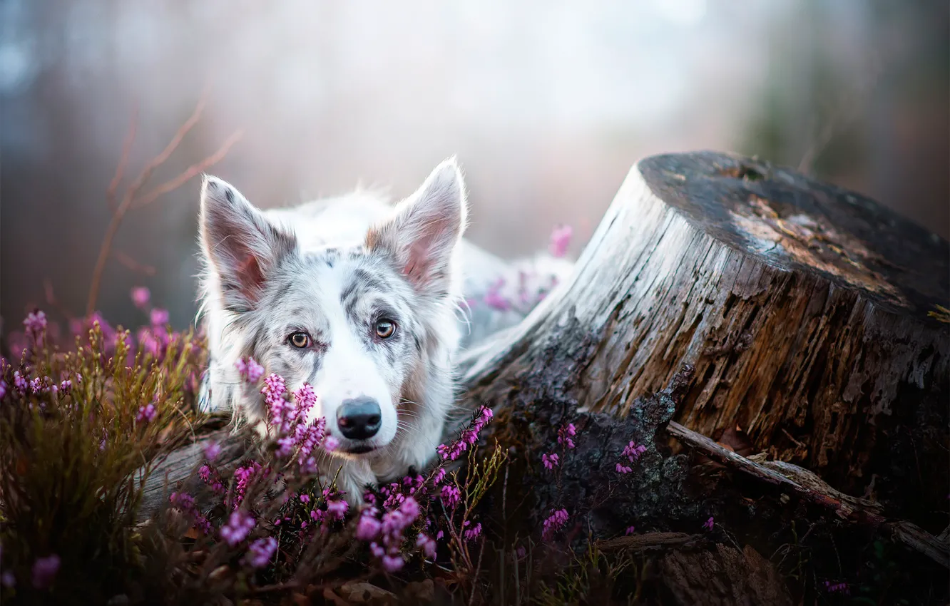 Photo wallpaper flowers, stump, dog