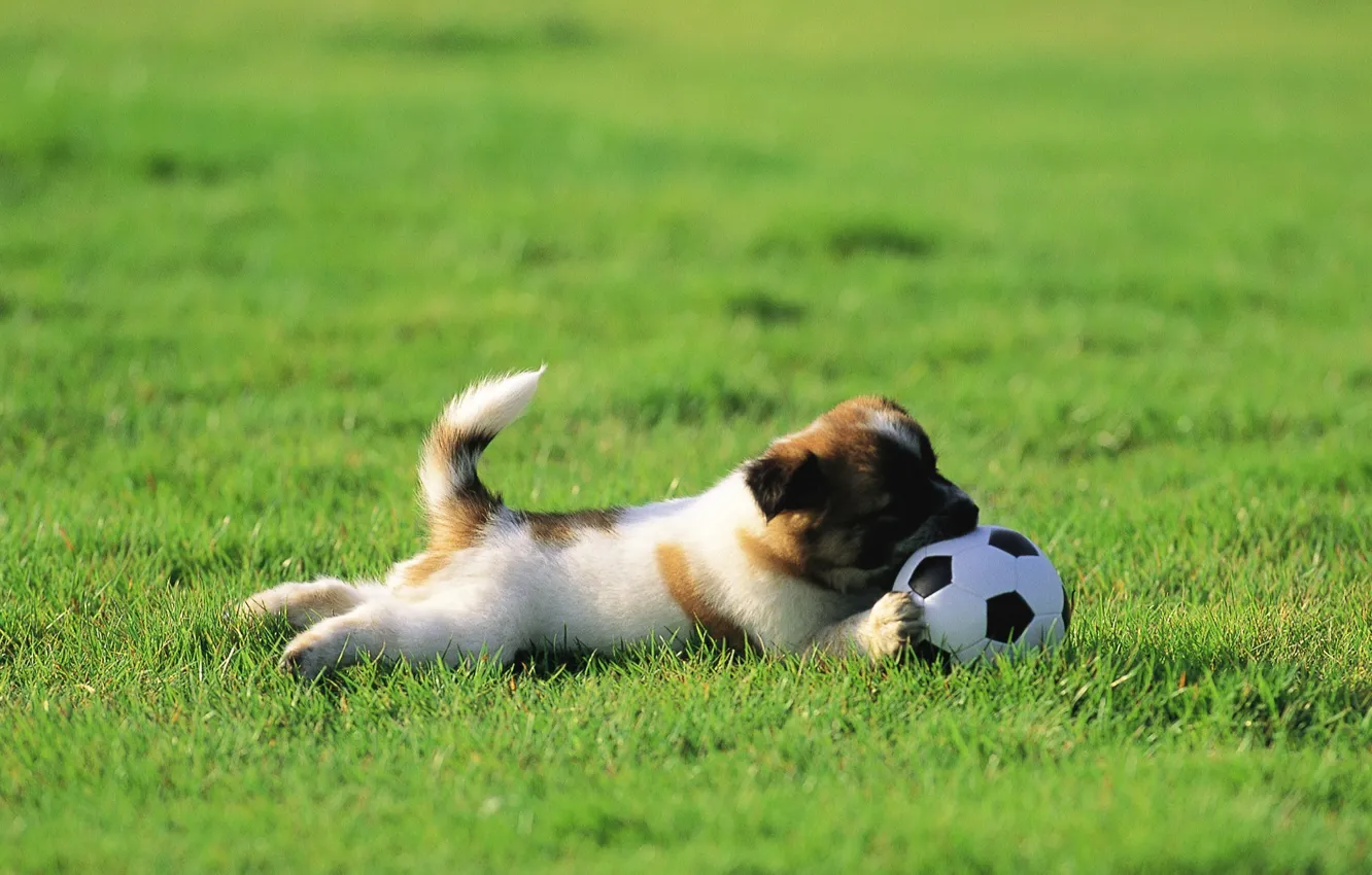 Photo wallpaper grass, lawn, dog, puppy, the ball, plays