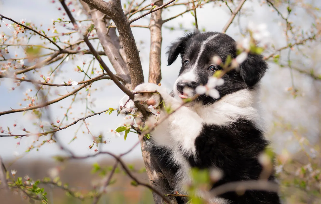 Photo wallpaper language, look, flowers, branches, pose, tree, black and white, dog