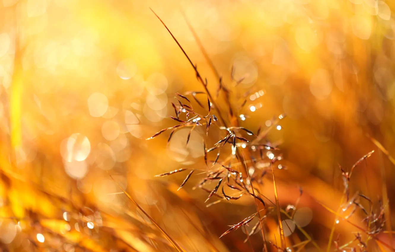 Photo wallpaper grass, the sun, glare, bokeh
